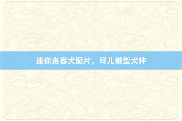 迷你贵客犬图片，可儿微型犬种